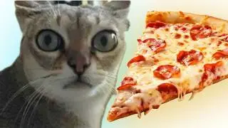 Pizza & Poor Things