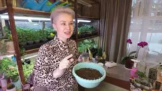КАК ПРАВИЛЬНО ПОСЕЯТЬ СЕМЕНА ЦВЕТОВ И ВЫРАСТИТЬ КРЕПКУЮ РАССАДУ