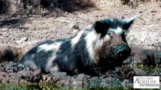 Part I: Urban Wild Pig Impacts and Concerns