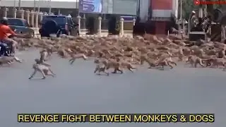 Revenge Fight: Dogs kill baby monkey | Monkeys fiercely Attack Dogs