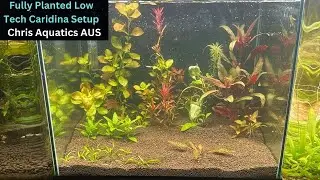 Fully Planted Caridina Shrinp Setup (Experiment)