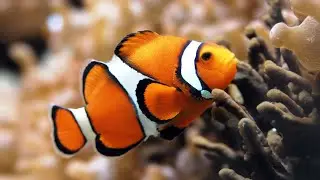 Коралловый риф.Риф с жесткими кораллами