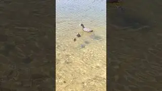 Möserer See 🦆 Hühner und Fische 🐟