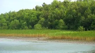 indian sundarban jungle#sundarban tour 2024