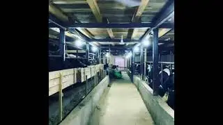 Бордақы бұқалар