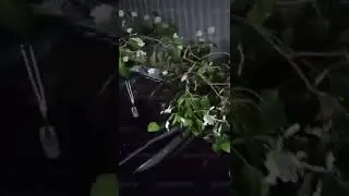 в Сочи упало дерево на припаркованную иномарку