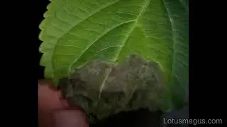Hydrangea Leaves Turning Black - Fix Leaf (Disease Problem)