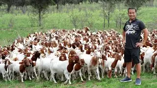 Why don't you need a big land to raise goats? Discover the untold secrets of successful goat farming