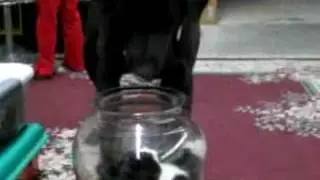 Кошка в банке