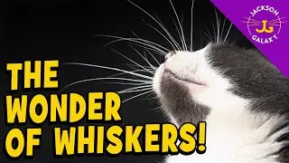 Why Do Cats Have Whiskers?