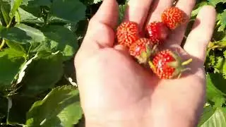 Работа на огород 27.06.2024 год.