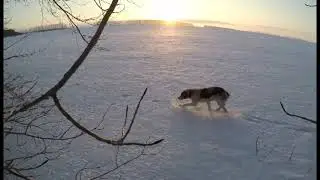 Заяц-профессор