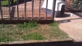 Looking out the window.