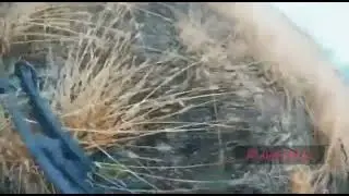 Как украинцы в атаку на Херсон ползали. Видео боя