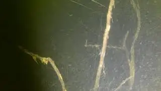DIVING Cabra Corral Guanaquitos El Cañadon