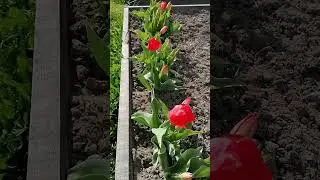 У меня в садочке  зацвели цветочки...Дождалась...
