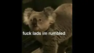 The animals left :(