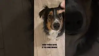 Surprisingly easy way to calm a hyper dog. #dogtraining #foryou #viral #dogs #cutedog #puppy