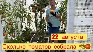 СКОЛЬКО ТОМАТОВ СОБРАЛА 👩‍🌾🍅 22 августа