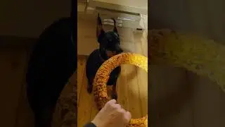 Правильные игры с доберманом ч.2 специально для hitakeri😉