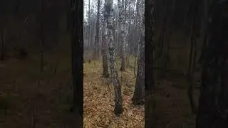 13 октября 2024 г.