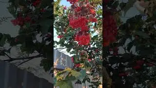 Калина у Калины! Сразу спеть хочется! Обычно мне это не свойственно! Просто от души!❤️