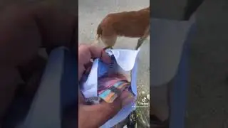 Atom trouve des billets 🤑 #chien #dog #malinois #video #billets #shorts