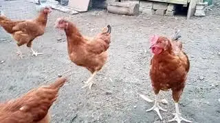 Нью-Гемпшир 29 июня