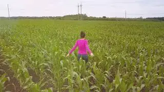 Кукурузное поле. Съёмка с дрона.