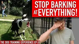 How to Train Your Dog to STOP BARKING at EVERYTHING That Moves!!