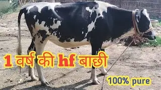 1 year old hf calf ll hf cow calf videos