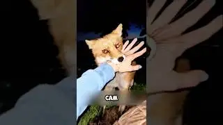 I found myself a friend - a fox 🦊🥰 