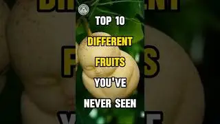 Top 10 Different Fruits You've Never Seen