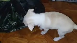 Watch This Cute Chihuahua Puppy Munch on Delicious Treats! ASMR