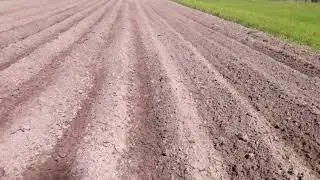 Волшебство ёжиков (Ротационная борона). Поле до и после...