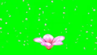 Rotating Big Cherry Blossom Flower with Falling Petals HD Animation - green screen effect & overlay