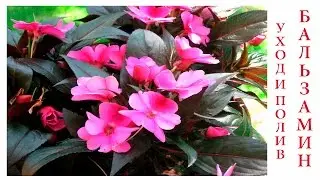 Бальзамин, Ванька мокрый, Огонек(Impatiens) уход и полив