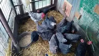 Как несутся куры Доминанты после линьки.