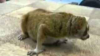 Лемур Lemur