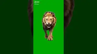 lion running green screen effect green screen elgato green screen 