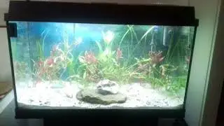 i have extended my 6 gallon betta tank to a 32 gallon soon to be comunity tank