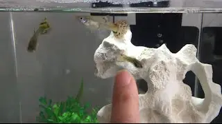 jnetlife : New guppy tank!! Bunny Cake!!