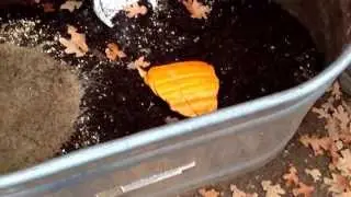 Using pumpkins collected for worm composting