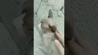 #shorts блок на кота