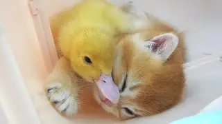 The little duck attacked the kitten