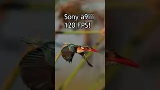A9iii @ 120 fps! #shorts #wildlife #birds #wildlifephotography