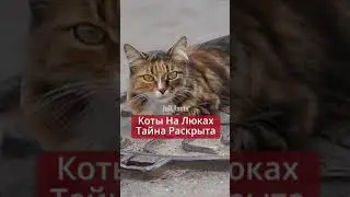 Зачем коты сидят на люках? Тайна раскрыта!