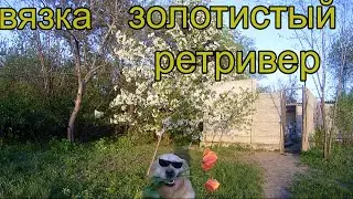 вязка. золотистый ретривер.