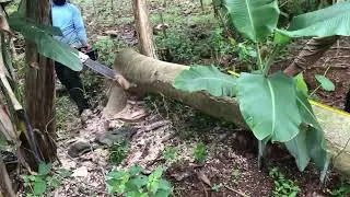 Tebang Potong Pohon Sengon ||part 2
