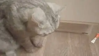 Кот Райдер и пакетик с сахаром из Макдональдса